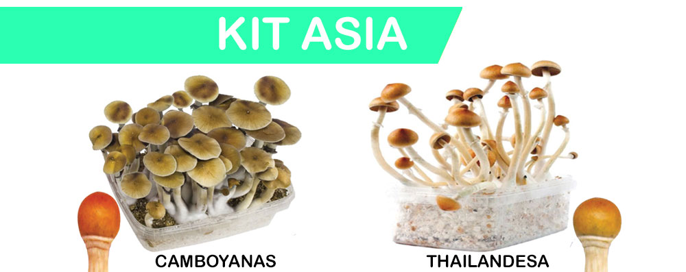 kit-asia-psycodelice