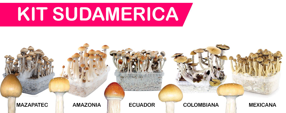 kit-sudamerica-setas-psycodelice