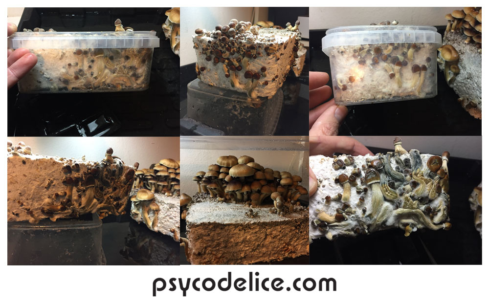 crecimiento setas psylocibe cubensis