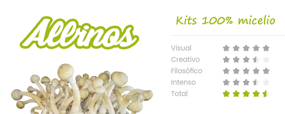 La Psilocybe cubensis Albino A+ es también conocida como AA+, pero el nombre es engañoso porque en realidad no es un albino, sino una mutación de la cepa con poca pigmentación. El hábitat natural de esta singular seta es un clima subtropical y se desarrolla mejor en estiércol bovino o equinos y suelos enriquecidos. CARACTERISTICAS SETAS ALBINAS: Tiene unos frutos de tamaño mediano, grande. Los sombrerillos son de un pálido color crema y con toques blancos, de ahi su nombre Albino ,pero en realidad es una variante de una cepa con una pigmentación reducida, particularidad que se denomina leucismo. El tallo del fruto es del mismo color que el sombrerillo y muestra un intenso color azul al magullarse o golpearse. A diferencia de la PF albino, esta mutación mantiene unas esporas con pigmentación normal de un color púrpura oscuro. OBSERVACIONES: Recomendamos que para que esta variedad sea lo más blanca posible,coloques el kit en un lugar oscuro, alejado de la luz directa del sol. De gran potencia son muy preciadas entre los cultivadores y no suelen estar siempre en stock.