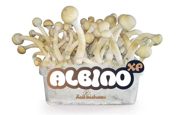 Las setas albinas alucinógenas Psilocybe cubensis Albino A, también conocido como AA, es el cultivo más hermoso de entre todos los Psilocybe cubensis.LAs setas albinas alucinógenas desarrolangrandes setas de color blanquecino.Este especimen de la naturaleza es muy preciado en tre lso cultivadores.