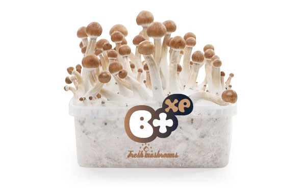 kit-setas-b+-freshmushrooms