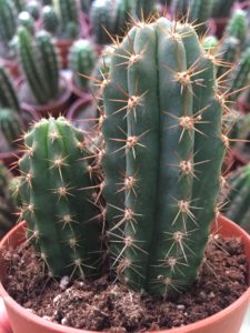 ¿Cómo preparar el San Pedro? Podrás elegir dos formas para preparar este cactus: una será en forma de polvo y la segunda en forma de té, cuyo resultado se parecerá más a un jarabe. ¿Cómo conseguir el cactus en polvo? Primero deberás eliminar todas sus espinas y cortar el cactus en rebanadas, las cuales se asemejarán a una estrella. Una vez conseguidas las rebanadas tendrás que dejarlas secar, bien poniéndolas al sol durante unos días o bien metiéndolas en el horno y calentándolas a 120 grados aproximadamente. Cuando hayan perdido toda la humedad simplemente deberás pulverizarlas y guardar el resultado en bolsitas para que se conserven mucho mejor. Y, ¿cómo conseguir el té? De una forma muy sencilla, simplemente deberás hervir las rebanadas desde 3 horas a 6 horas dependiendo de lo fuerte que desees el brebaje. Eso sí, deberás tener cuidado mientras hierves estas rebanadas ya que se pueden secar en el proceso. Una vez tienes el San Pedro deberás dosificar su uso. Si decides tomarlo en polvo podrás elegir entre una cucharada para un efecto débil o hasta dos para una alta reacción. Por el contrario, si decides tomar el té podrás tomar un total de un vaso si deseas el más fuerte de los efectos o simplemente un sorbo si no te quieres arriesgar.