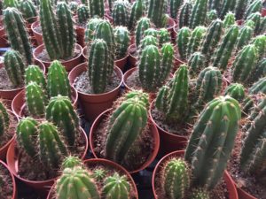 ¿Cómo cuidar el San Pedro? El San Pedro es una planta espinosa o cactus, como ya hemos dicho, que posee un crecimiento rápido y que se caracteriza por sus fáciles cuidados por lo que comprar un cactus San Pedro no es una tarea de valientes. Sin embargo, aunque estos cuidados sean sencillos, pueden existir ciertos problemas y obstáculos que resulten en un cactus podrido o en la propia muerte de este. ¿Por qué? Como ya se ha dicho anteriormente, este cactus es originario del norte de Perú y del sur de Ecuador, zonas donde las temperaturas son, por regla general, bastante altas por lo que es de esperar que esta planta no tenga la capacidad de superar ciertas heladas. Las únicas heladas que soportará serán las ligeras heladas en las que la temperatura no baje de los 3 grados. Si vives en una zona cálida, las heladas no serán un problema, sin embargo, tendrás que preocuparte del riego y de otras necesidades que este tiene como la luz solar o sus necesidades a la hora de su plantación. Empecemos por el riego pues no deberás regar tu cactus en exceso. En verano, el riego se verá limitado a una vez por semana ya que las temperaturas son más elevadas y necesitará algo de hidratación. En invierno bastará con que lo riegues una vez al mes ya que habrá mucha más humedad en el ambiente y durante el resto del año bastará con hacerlo aproximadamente cada 20 días.