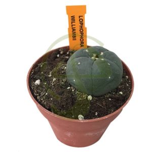 cultivo cactus peyote
