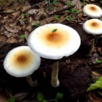 psilocybe cubensis