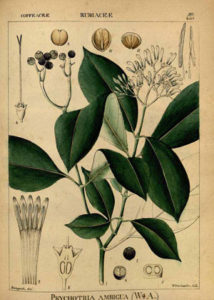 psychotria viridis