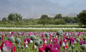 Un campo de opio