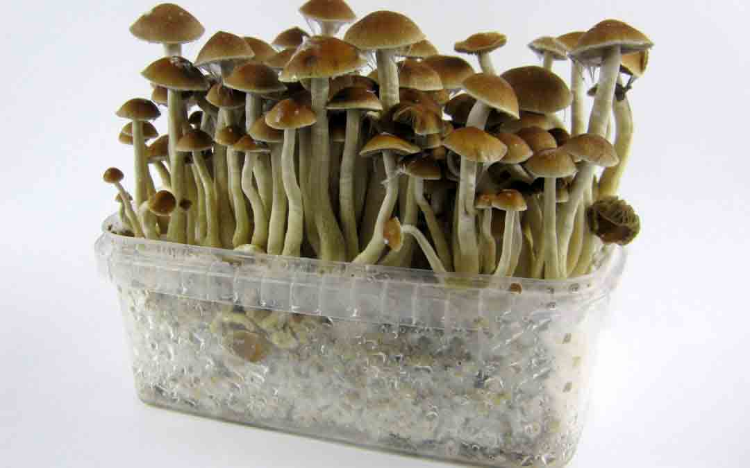 Beneficios para la salud de las setas alucinógenas