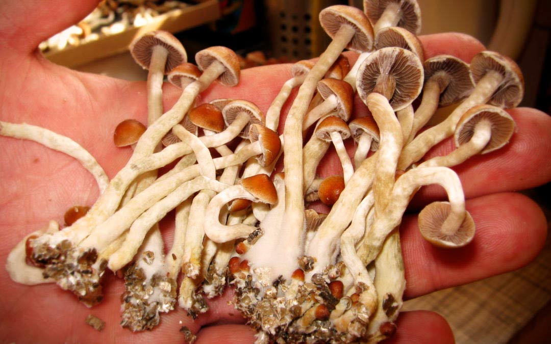 Datos curiosos de las setas alucinógenas