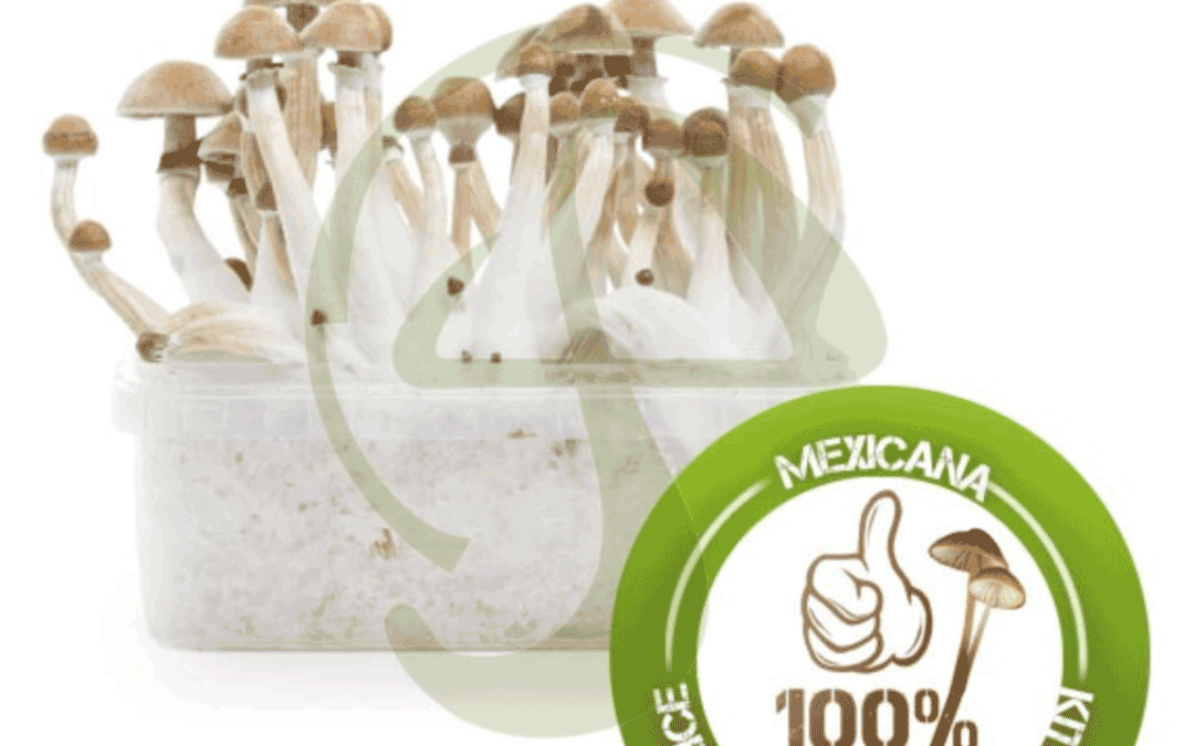 Variedad de setas alucinógenas mexicanas