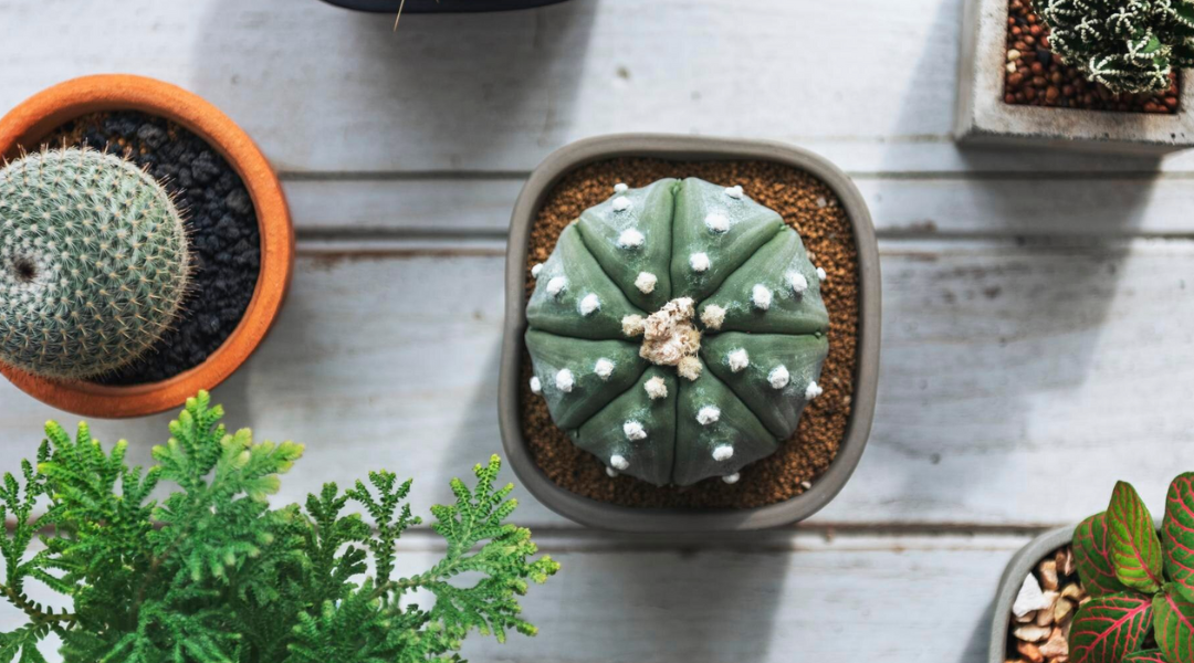 Cactus sagrados: Fábula, historia y realidad