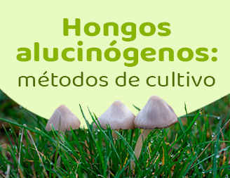Plantar hongo alucinogenos