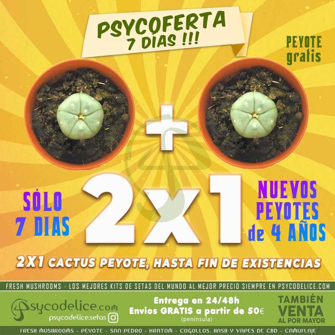 Cactus Peyote con 4 Años de Crecimiento