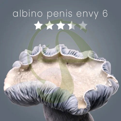 Albino Penis Envy 6 - Growkit – Royale Flush
