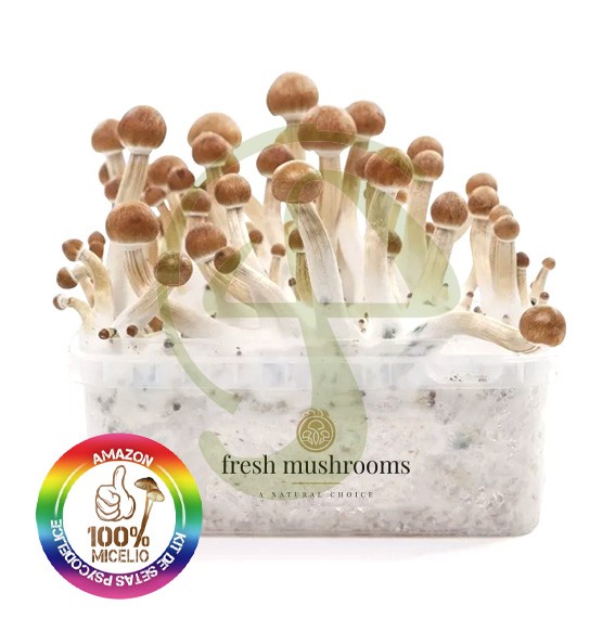 Kit setas Amazonia 100% Micelio FRESH MUSHROOMS