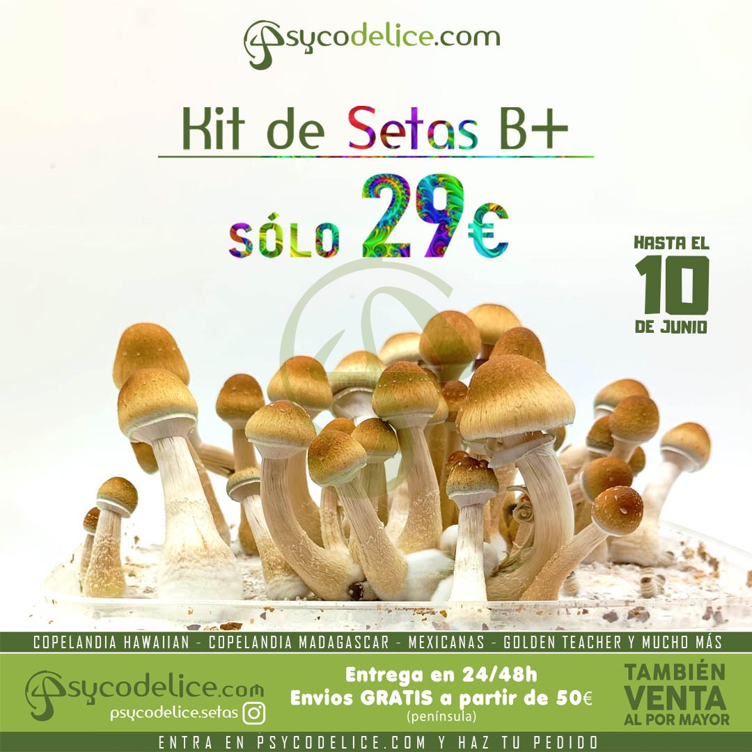 Kit setas B+ 100% Micelio