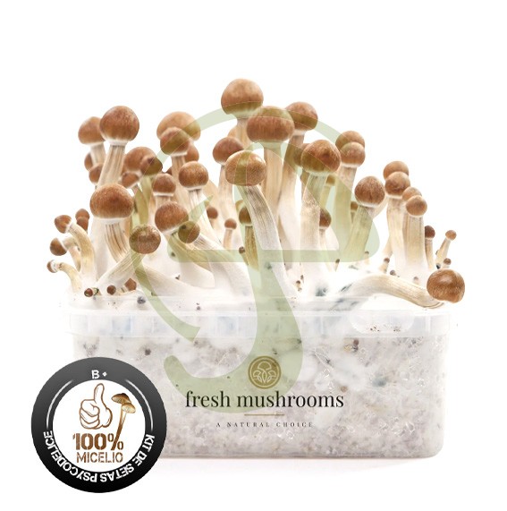 Kit Setas b+ 100% Micelio fresh mushrooms