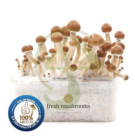 Kit setas Colombianas 100% Micelio FRESH MUSHROOMS