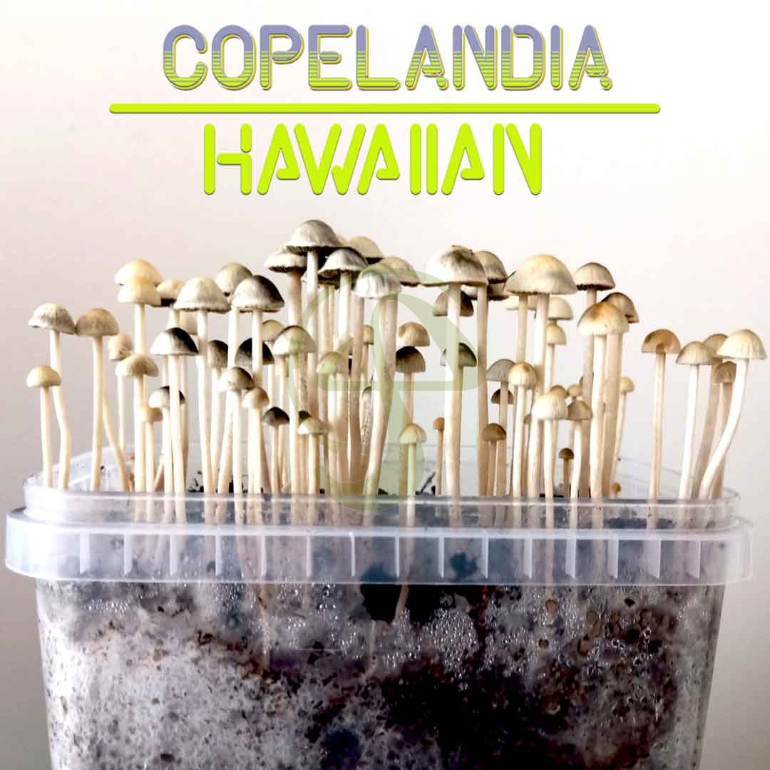 Kit setas Copelandia Hawaiian