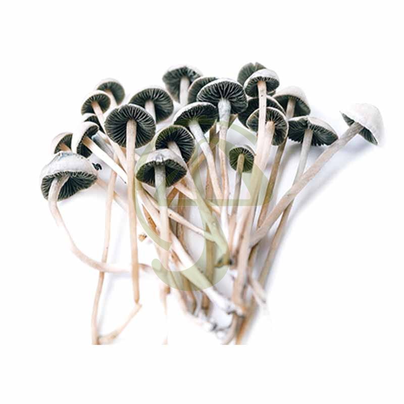 Copelandia Madagascar - Panaeolus Cyanescens var. Madagascar