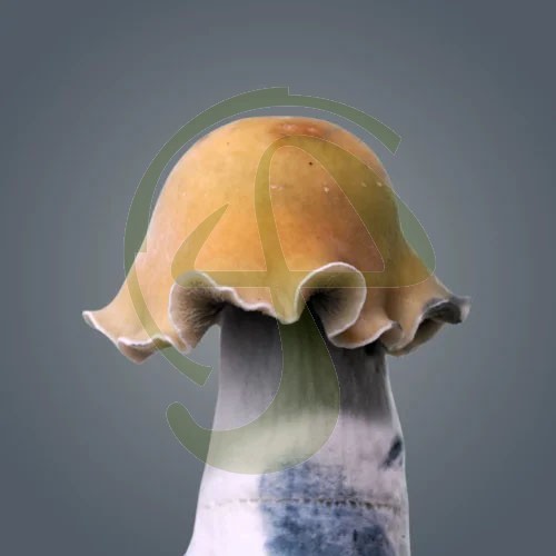 Golden Bluey Vuitton Growkit – Royale Flush