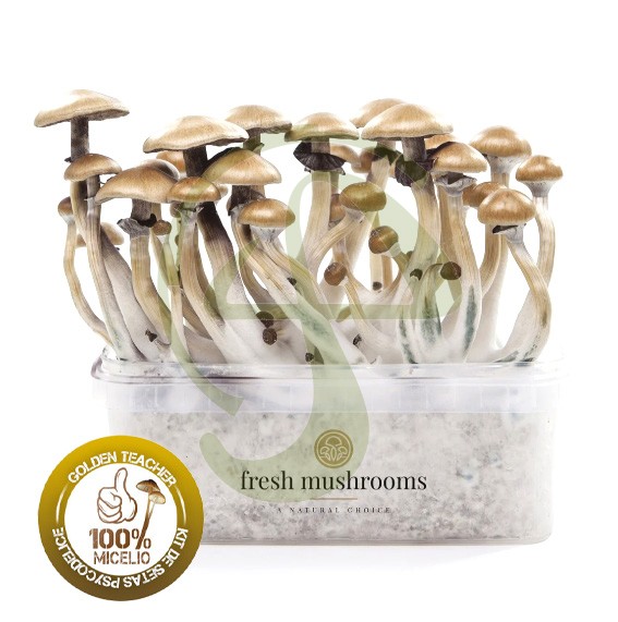 Kit setas Golden Teacher 100% Micelio gresh mushrooms