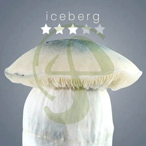 Iceberg Growkit 1200 cc | Psilocybe Cubensis | Psycodelice