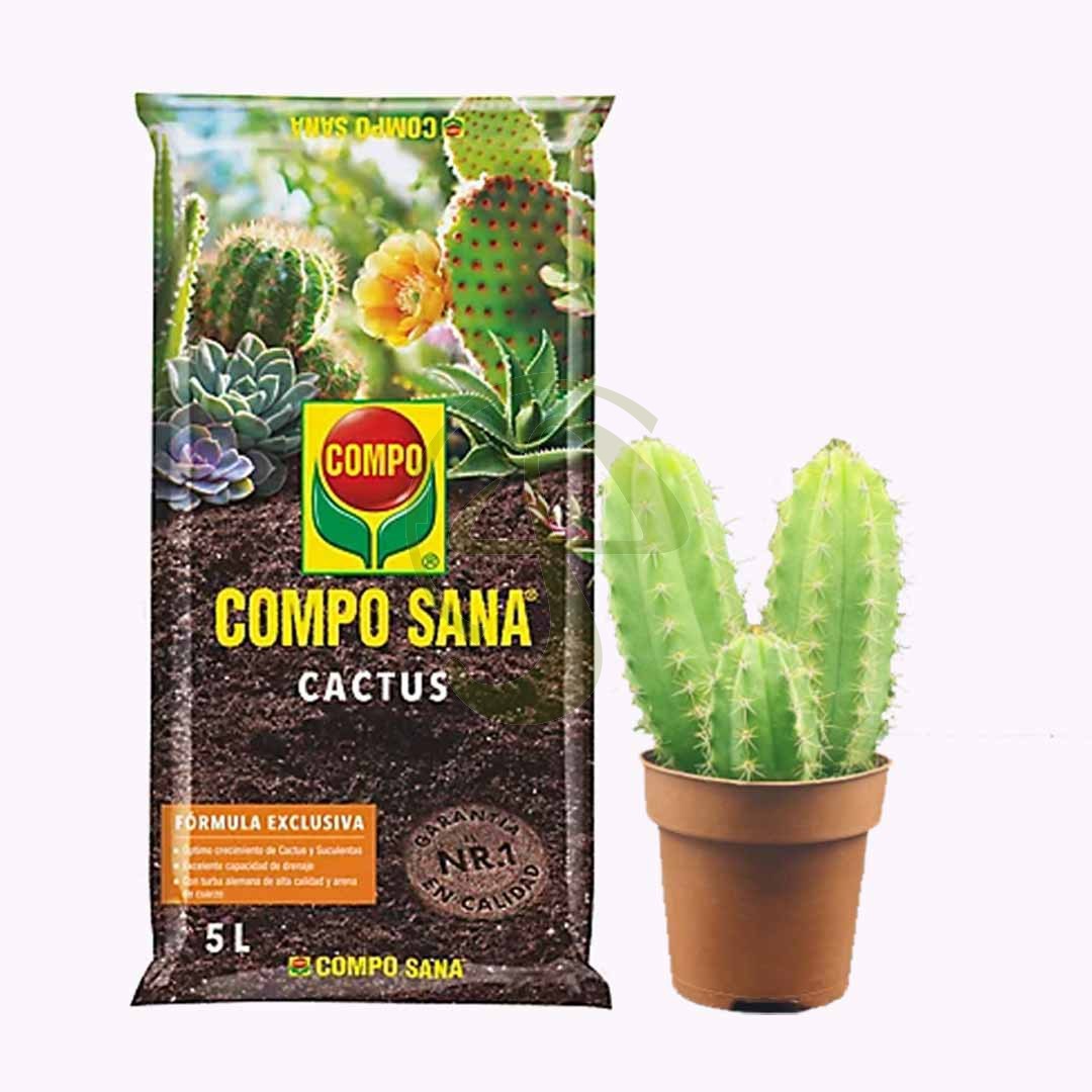 Cactus San Pedro + Sustrato Compo