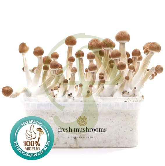 Kit setas Mazatapec 100% Micelio FRESH MUSHROOMS
