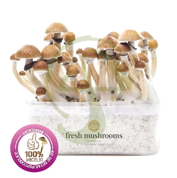 Kit Setas McKennaii 100% Micelio fresh mushrooms