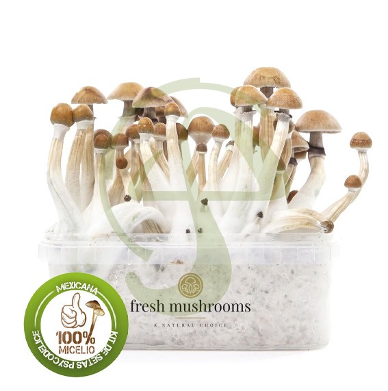 Kit setas mexicanas 100% Micelio fresh mushrooms