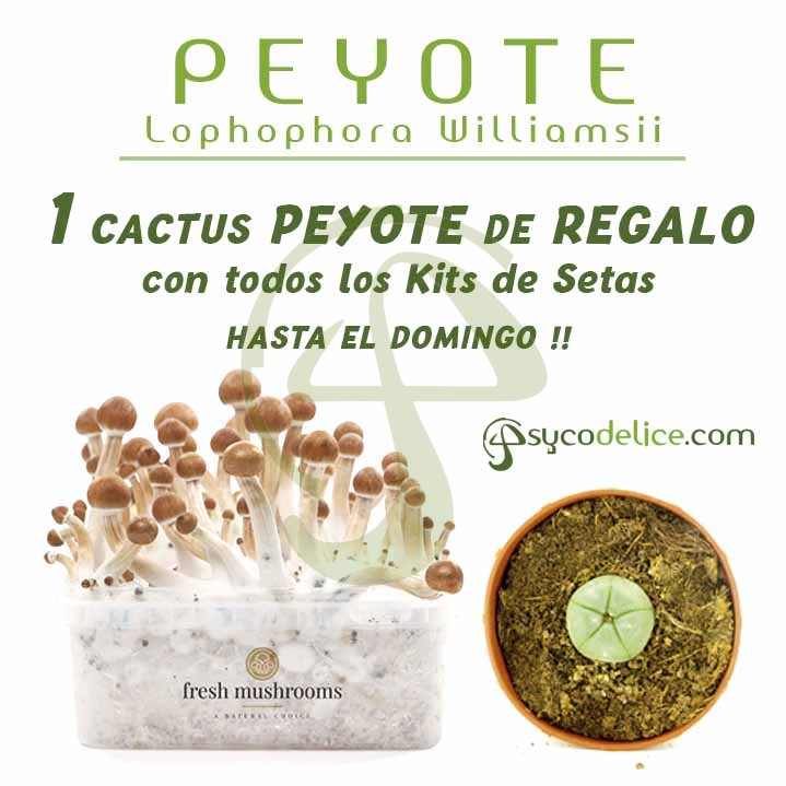 PEYOTE de REGALO con tu Kit de Setas