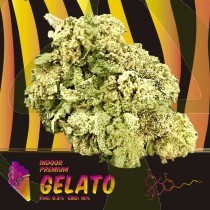 Gelato CBD Indoor 