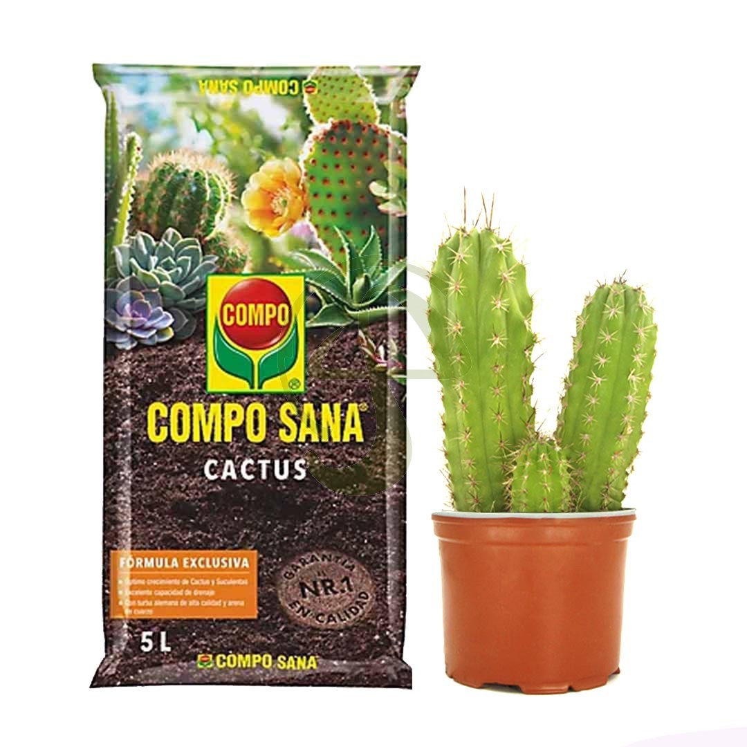 Cactus San Pedro + Sustrato Compo