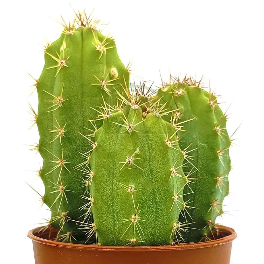 Comprar Cactus Trichocereus bridgesii