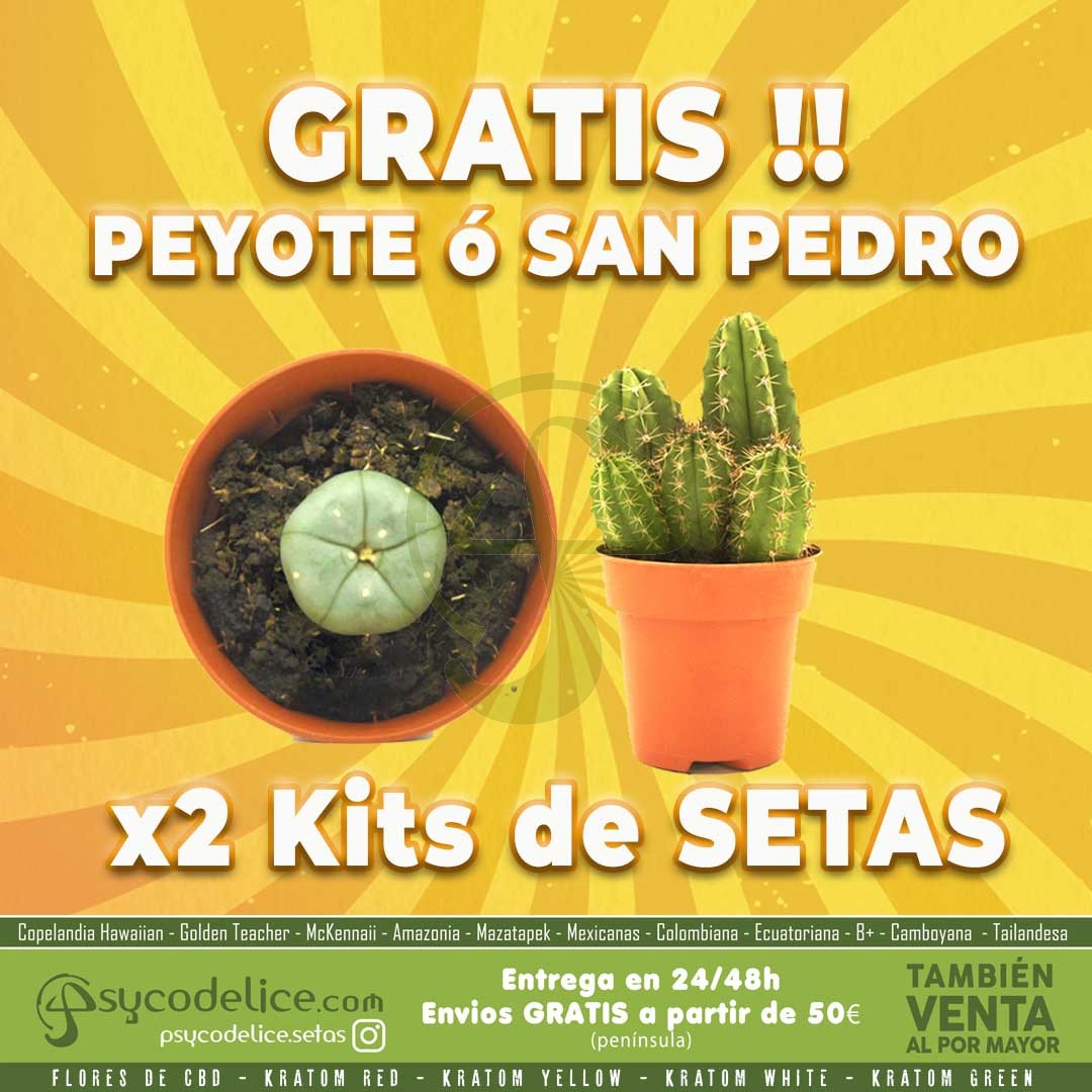 2 Kits de Setas + Cactus de REGALO !!
