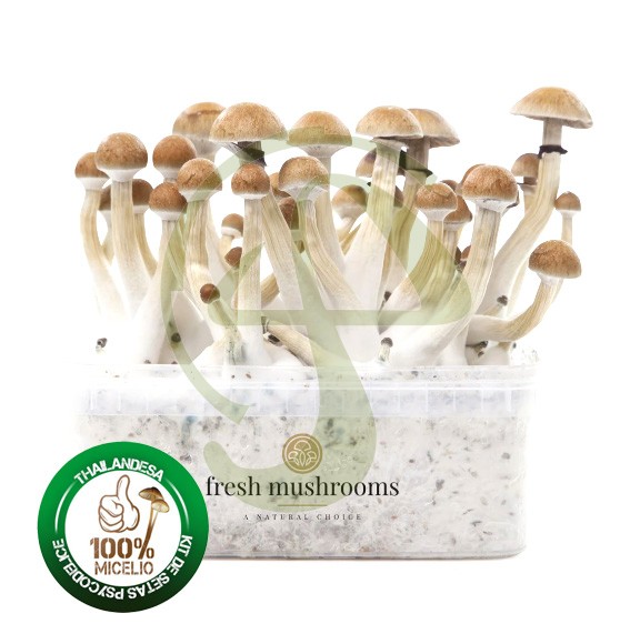 Kit Setas Thailandesa 100% Micelio FRESH MUSHROOMS