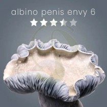 Albino Penis Envy 6 - Growkit – Royale Flush
