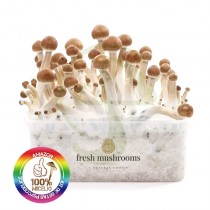 Kit setas Amazonia 100% Micelio FRESH MUSHROOMS