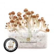 Kit Setas b+ 100% Micelio fresh mushrooms