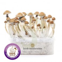 Kit Setas Camboyanas 100% Micelio fresh mushrooms