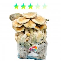 Cascadian Teacher | MycoBag Plug & Play · Full Canopy Genetics