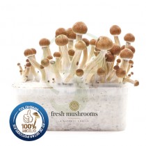 Kit setas Colombianas 100% Micelio FRESH MUSHROOMS