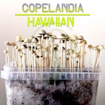 Kit setas Copelandia Hawaiian