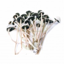Copelandia Madagascar - Panaeolus Cyanescens var. Madagascar