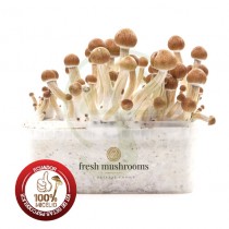 Kit Setas Ecuatoriana 100% Micelio FESH MUSHROOMS