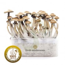 Kit setas Golden Teacher 100% Micelio gresh mushrooms