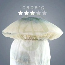 Iceberg Growkit 1200 cc | Psilocybe Cubensis | Psycodelice
