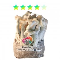 Long White Cloudz Albina | MycoBag Plug & Play de Full Canopy Genetics